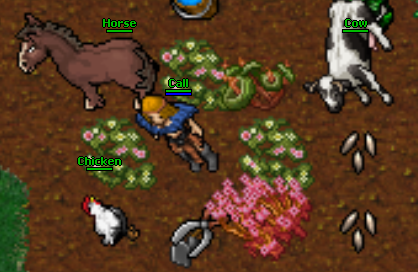 Buying Animals